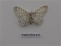 藏品(尺蛾107)的圖片
